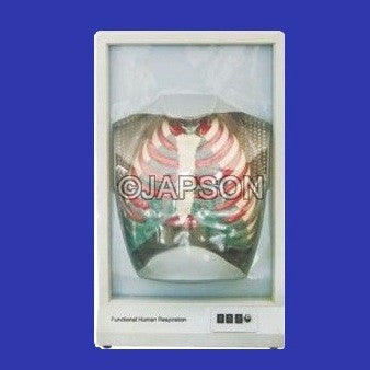 Functional Human Respiratory System Functional Human Respiratory System